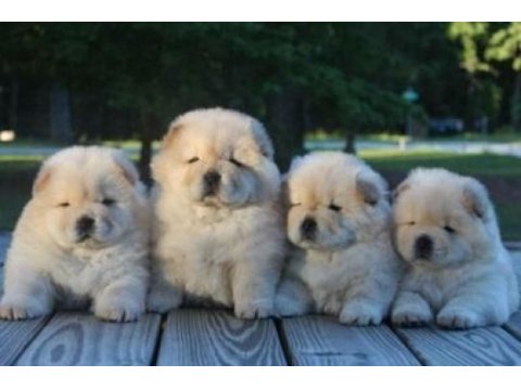 Chow chow dünyasından ırk garantili yavrularımız