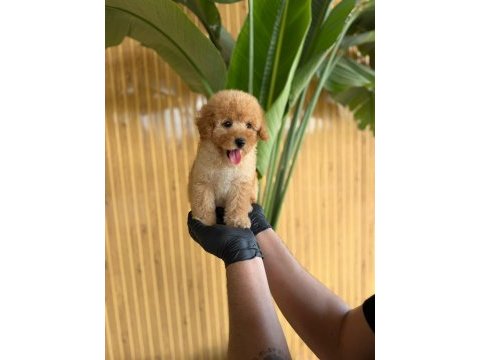 Toy poodle bebekler referans yavru