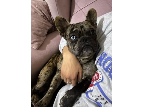 Egzotik blue taşıyıcı french bulldog akıllı arayanlara