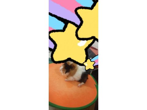 Sevimli guinea pig yavruları tepeli (17 günlük)