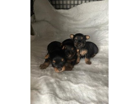 Minik yorkshire terrier yakışıklılar