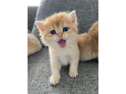 Yavru british shorthair kediler