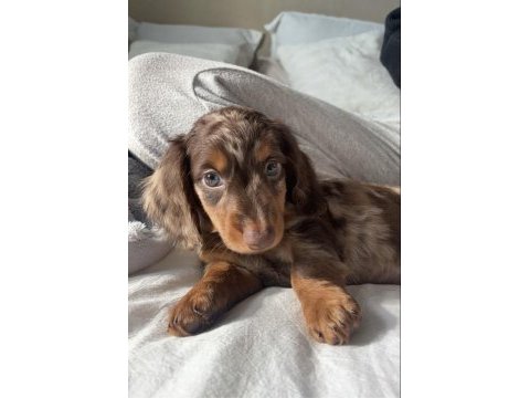 Premium longhair dachshund – zarif uzun tüyleriyle