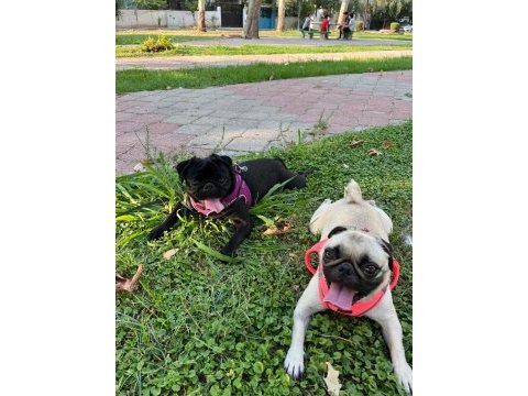 43 günlük temiz kan pug yavrular