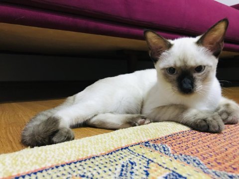 Dişi siyam kedisi