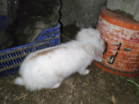 Cüce ve lop melezi yavrular