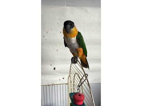 Caique papağanı (siyah başlı caique)