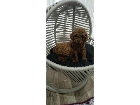 Toy poodle sahiplendiriliyor