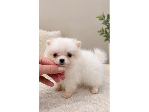 Pomeranian boo teacup 