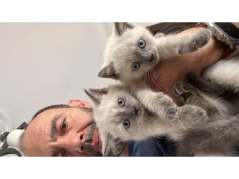 30 haziran doğumlu blue point british shorthair yavrular
