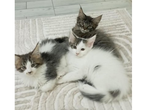 Dev kedi koca pati maine coon kediler yuvalarını arıyor