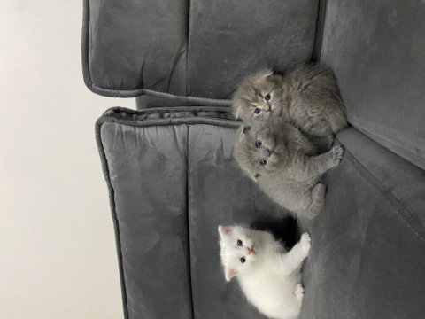 Scottish ve british shorthair kediler