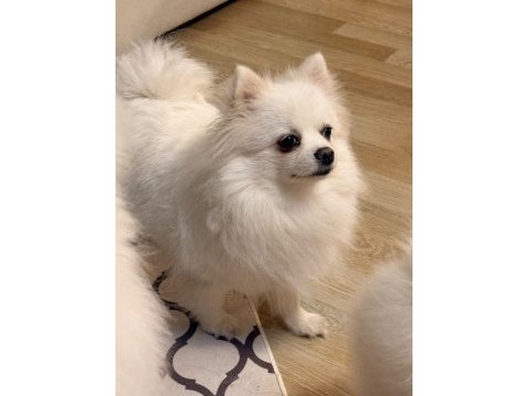 A kalite pomeranian spitz yavrular