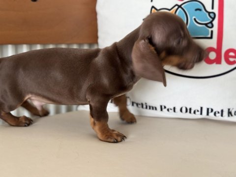 Petmode köpek çiftliğinden  dachshund yavrumuz