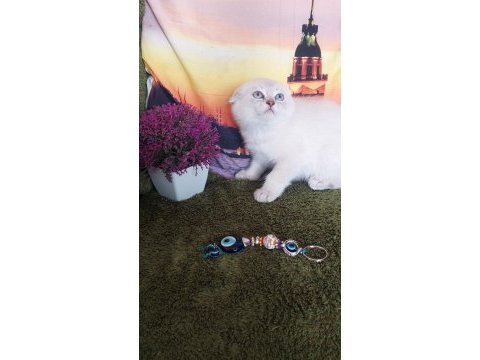 Daha güzel british shorthair yok