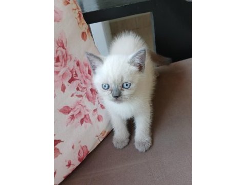 Safkan british shorthair yavrularımız