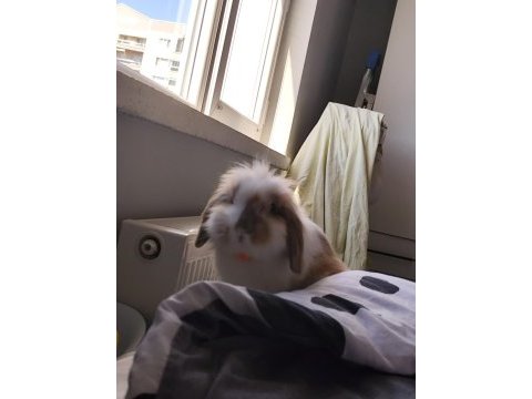 Erkek tavşan çiftleştirmek istiyoruz