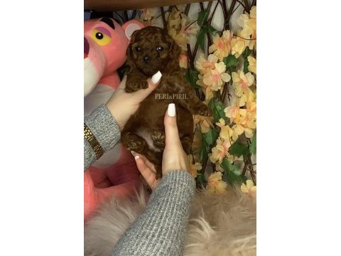 Kore poodle köpeği