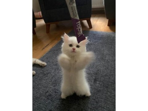 İnci gibi beyaz british longhair safkan