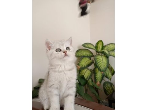 Full şecereli babadan british shorthair bayram şekeri