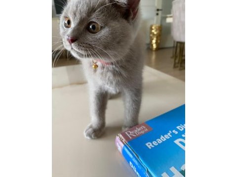 Lilac british shorthair
