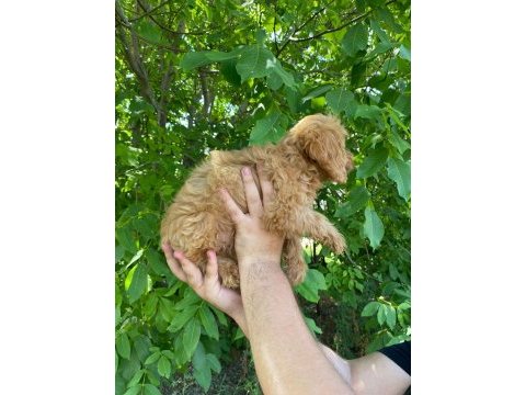 2 aylık erkek dişi maltipoo
