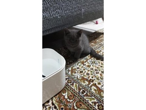 Teslime hazır british shorthair bebeklerim