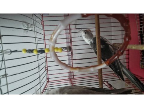 Yavru 4 ve 6 aylık sultan papağanı yavruları
