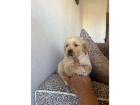 Sağlıklı golden retriever yavrular