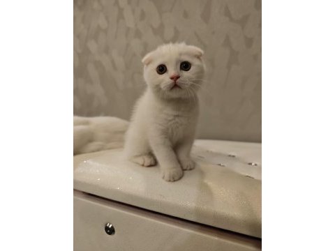 Güzel scottish fold oğlumuza güzel bir yuva