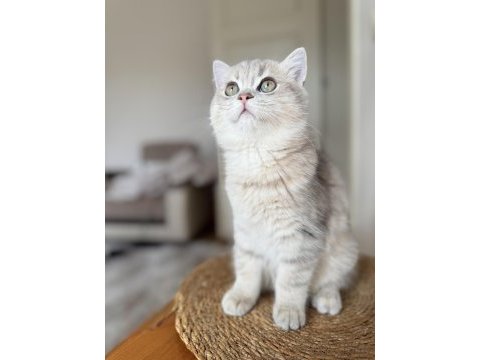 British longhair erkek