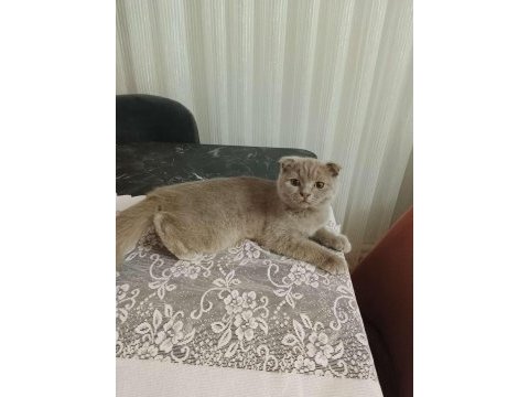 Scottish fold yavrusu