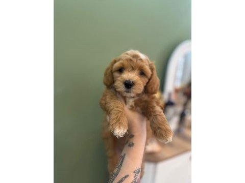 Maltipoo yavrularımız