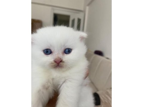 Scottish fold