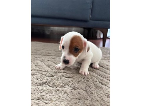 Muhteşem ırk güzeli jack russell yavrular