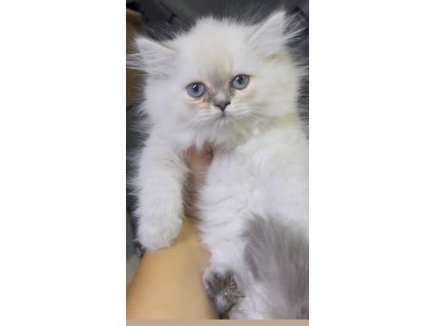 British longhair silver point dişi