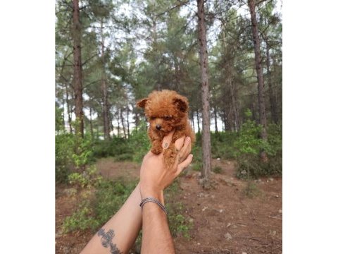 Toy poodle köpekleri antalya
