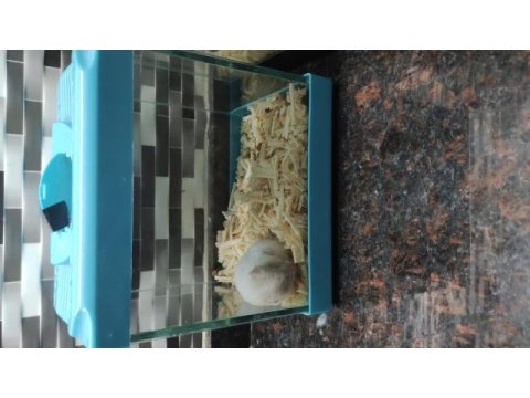 Bir birinden güzel kendi üretimimiz sevimli hamsterler