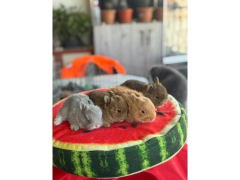 Cüce ve lop ırkı tavşan