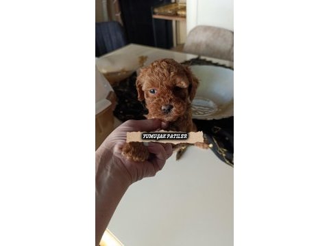 Sevimli ırk toy poodle