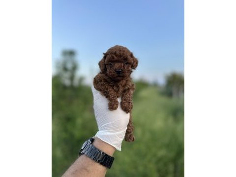 Sağlık ve ırk garantili toy poodle yavrularımız 