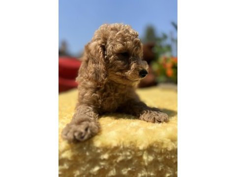 Tüy dökmez koku yapmaz toy poodle yavrular