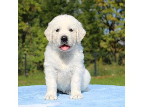 Golden retriever yavrular için ulaşabilirsiniz
