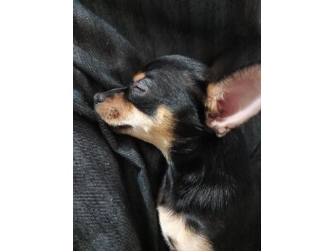 Yavru dişi chihuahua 6 aylık