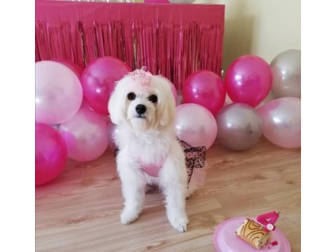 Kalıcı yuva maltese terrier