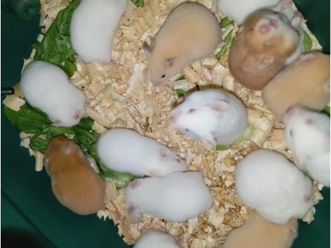 Her renkte suriye hamsterları
