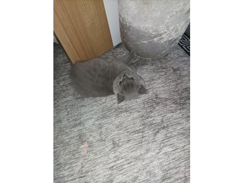 British shorthair dişi