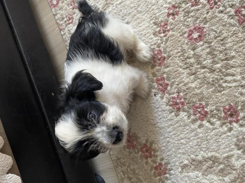 Sevgi pıtırcığı terrier