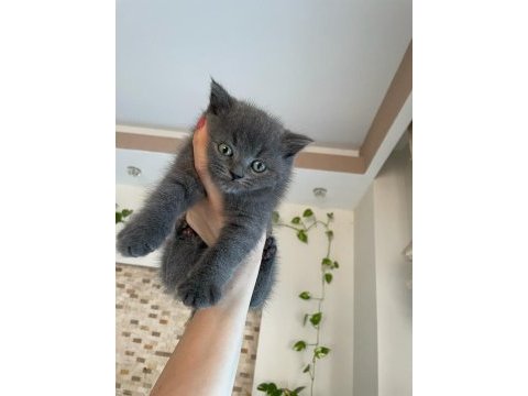 3 aylık british shorthair yavru