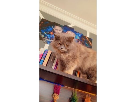 Mama karşılığı sahiplendirme kedimiz